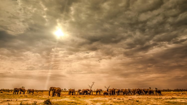 Understanding Open Data in the Context of Botswana’s Digital Services Act, 2025